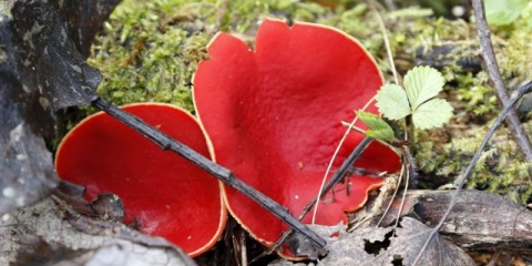 Sarkoscifa austrijska (vilenjačka zdjela): fotografija i opis